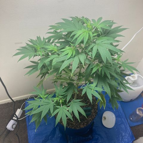 Biscotti growlog timeline photo
