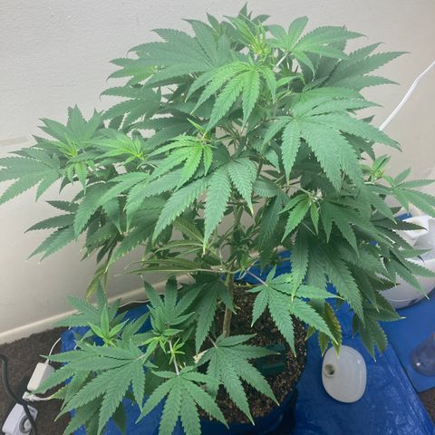 Biscotti growlog timeline photo