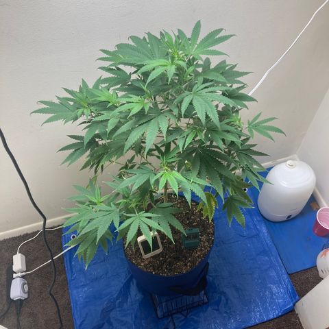 Biscotti growlog timeline photo