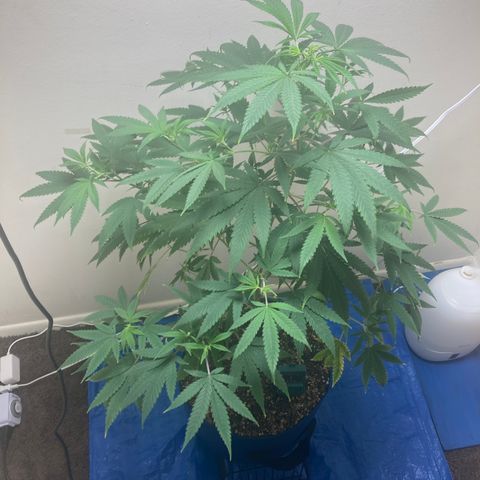Biscotti growlog photo: 5 tops