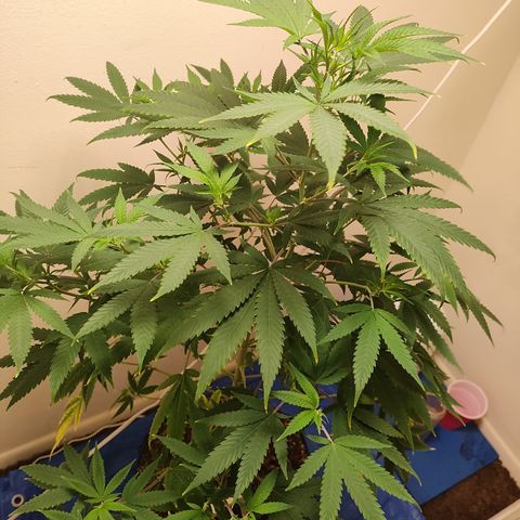 Biscotti growlog timeline photo