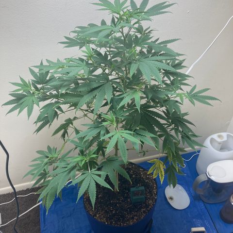 Biscotti growlog timeline photo