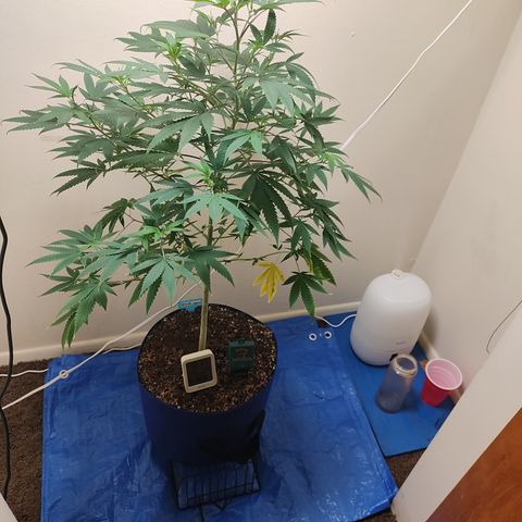 Biscotti growlog timeline photo