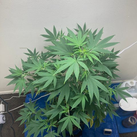 Biscotti growlog timeline photo