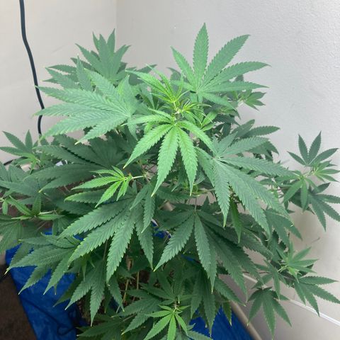 Biscotti growlog timeline photo