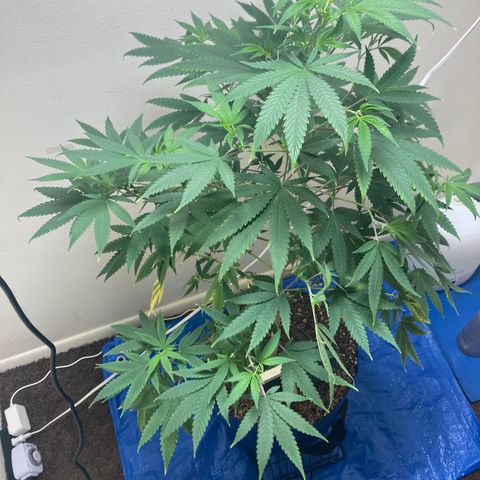 Biscotti growlog timeline photo