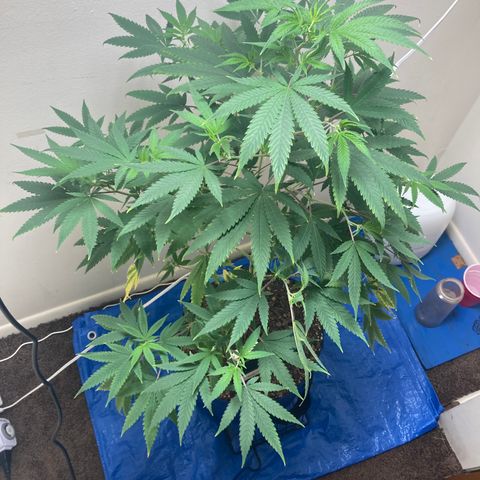 Biscotti growlog timeline photo