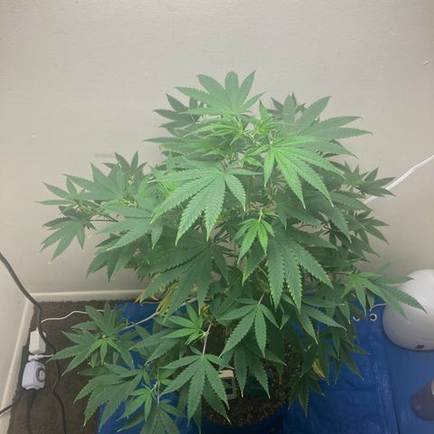 Biscotti growlog timeline photo