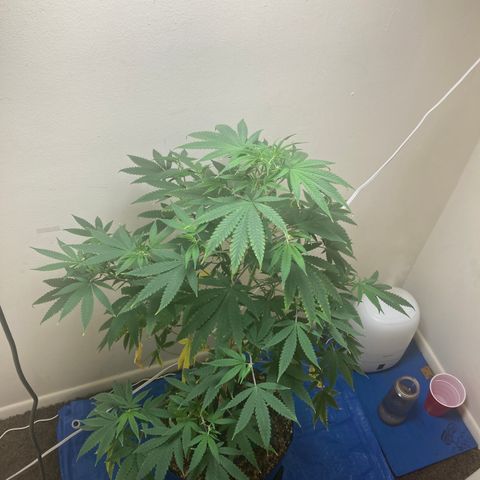 Biscotti growlog timeline photo