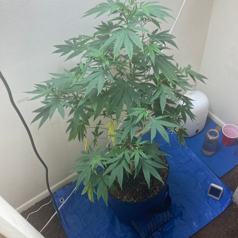 Biscotti growlog timeline photo