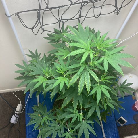 Biscotti growlog timeline photo