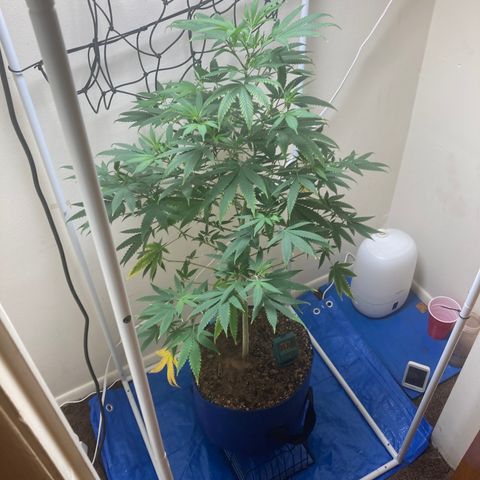 Biscotti growlog timeline photo