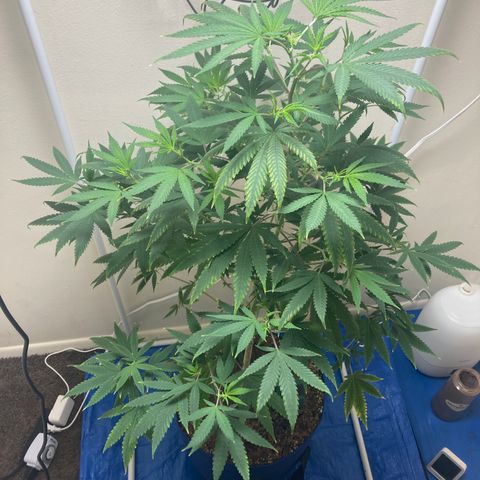 Biscotti growlog timeline photo