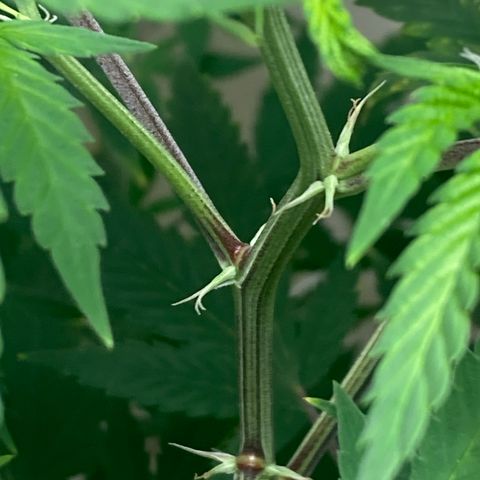 Biscotti growlog timeline photo