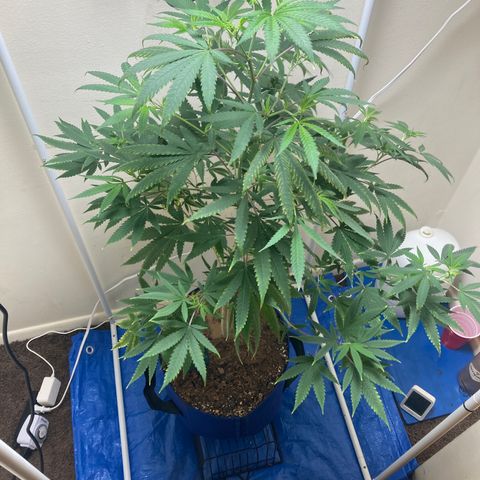 Biscotti growlog timeline photo