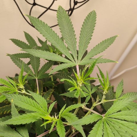 Biscotti growlog timeline photo