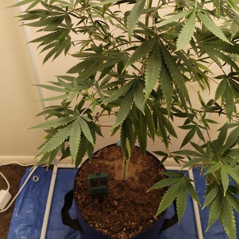 Biscotti growlog timeline photo