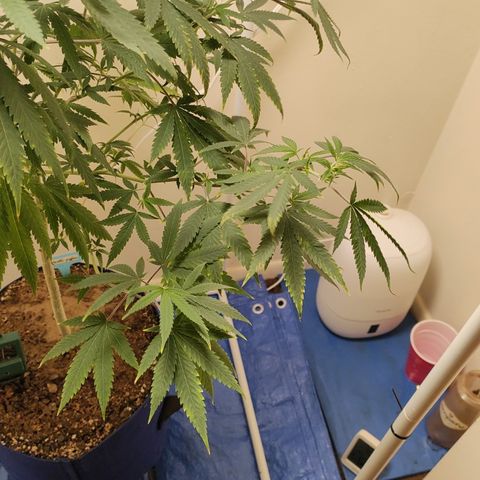 Biscotti growlog timeline photo