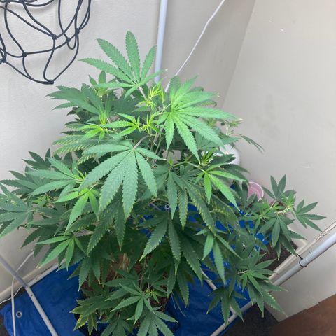 Biscotti growlog timeline photo