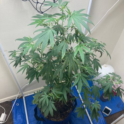 Biscotti growlog timeline photo