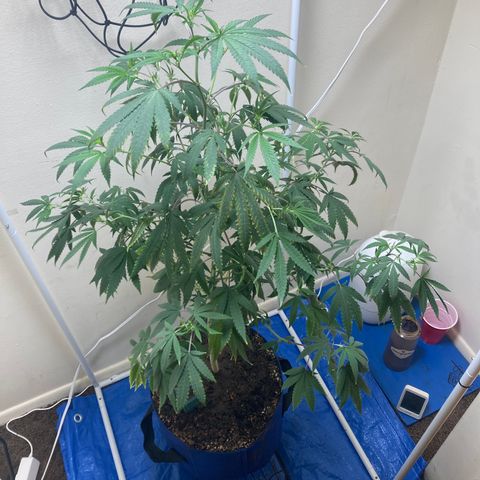 Biscotti growlog timeline photo