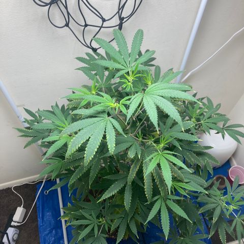 Biscotti growlog timeline photo