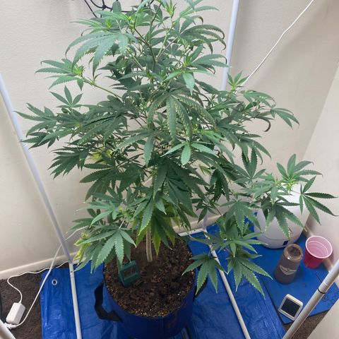 Biscotti growlog timeline photo