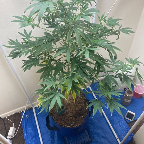 Biscotti growlog timeline photo