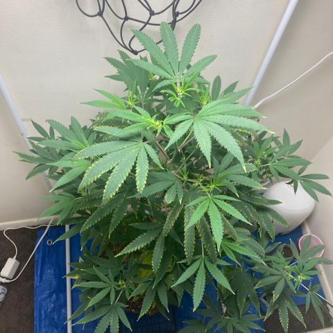 Biscotti growlog timeline photo
