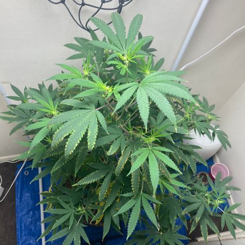 Biscotti growlog timeline photo