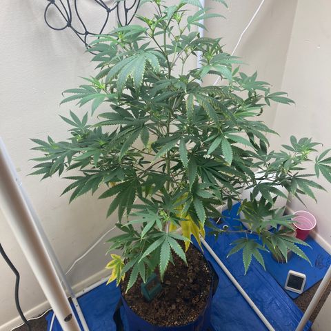 Biscotti growlog timeline photo