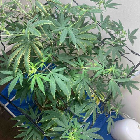 Biscotti growlog timeline photo