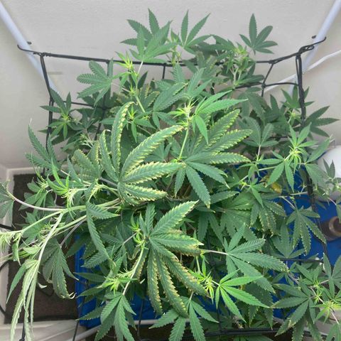 Biscotti growlog timeline photo