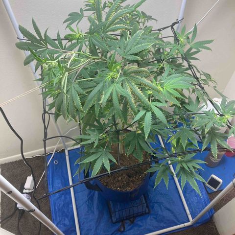 Biscotti growlog timeline photo