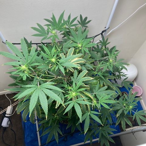 Biscotti growlog timeline photo