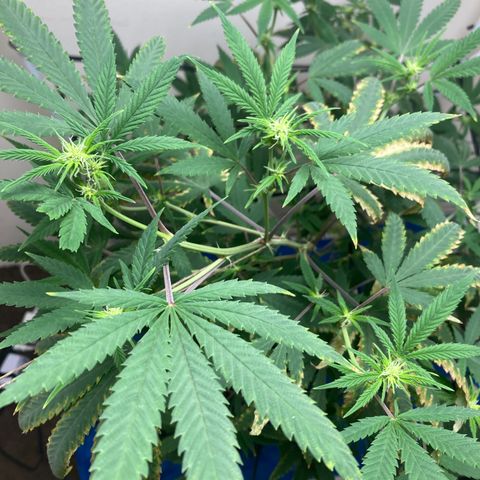 Biscotti growlog timeline photo