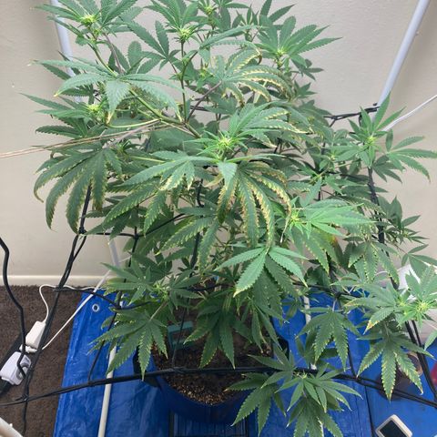 Biscotti growlog timeline photo
