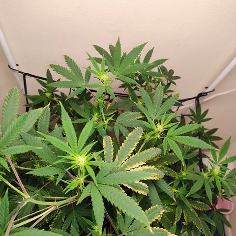Biscotti growlog timeline photo
