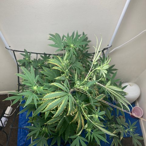 Biscotti growlog timeline photo