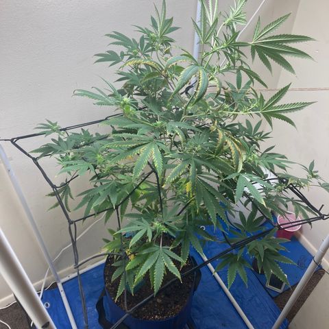 Biscotti growlog timeline photo