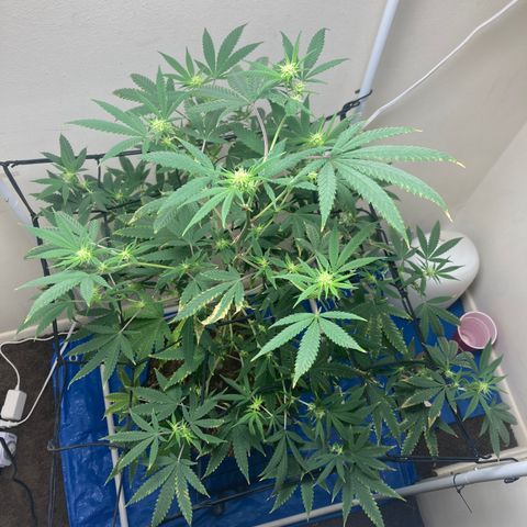 Biscotti growlog timeline photo