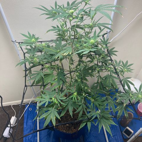 Biscotti growlog timeline photo