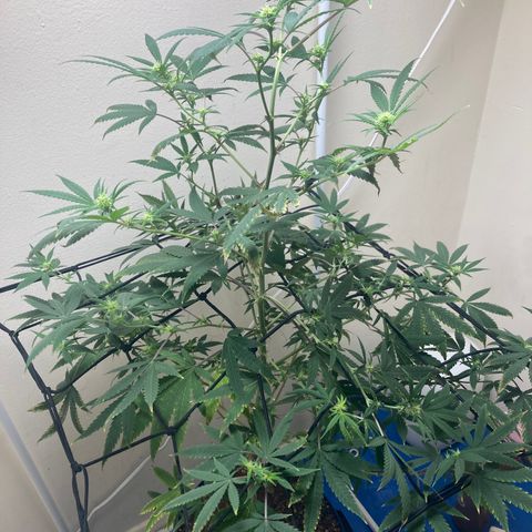 Biscotti growlog timeline photo