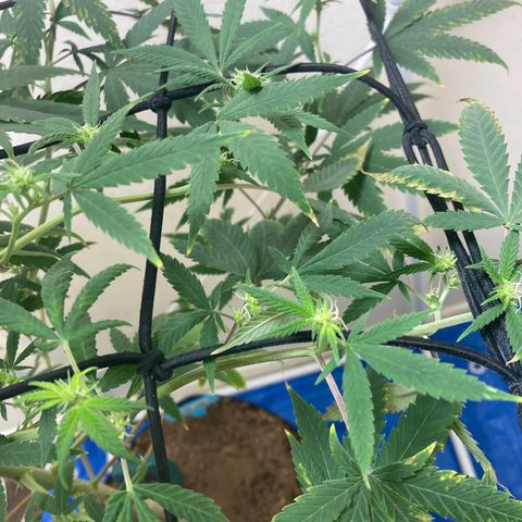 Biscotti growlog timeline photo