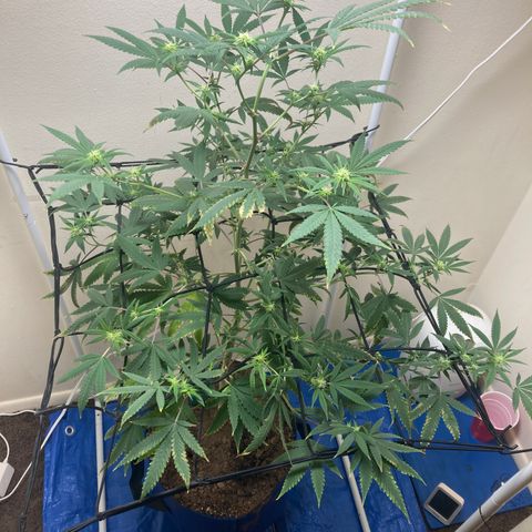 Biscotti growlog timeline photo