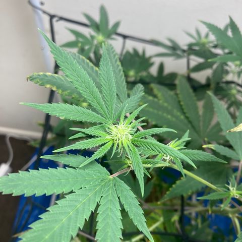 Biscotti growlog timeline photo