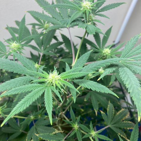 Biscotti growlog timeline photo