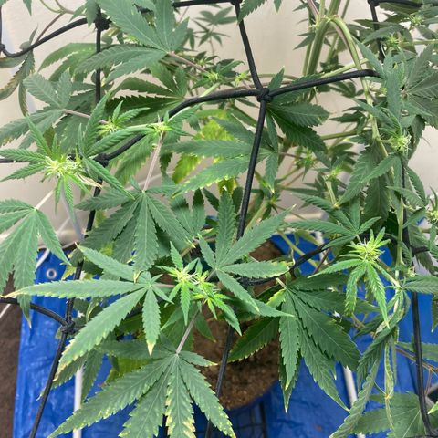 Biscotti growlog timeline photo