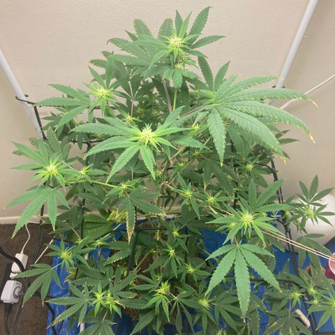 Biscotti growlog timeline photo