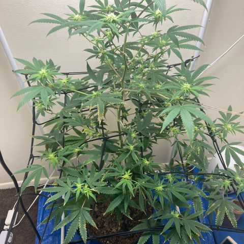 Biscotti growlog timeline photo